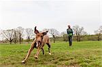 Dog running across grass