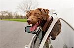 Dog with head sticking out of car window