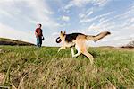 Man training alsatian dog with frisbees