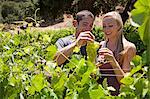 Young couple in vineyard, man holding white grapes