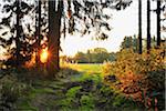 Forest Path with Morning Sunlight, Fladungen, Rhon Mountains, Bavaria, Germany