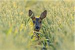 European Roe Deer (Capreolus capreolus) Doe in Wheat Field, Hesse, Germany