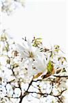 Still life of white blossoms on a tree, close-up view, Germany