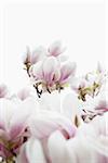 Close-up of flowering magnolia tree, Germany