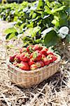 Close-up of basket of strawberries in field, Germany