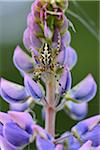 Close-up of spider on lupin (Lupinus angustifolius) in spring, Bavaria, Germany