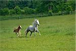 Connemara horse mare with foal running on a big paddock, Germany