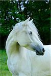 Close-up Portrait of a White Connemara Horse, Germany