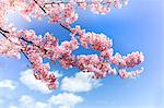 Cherry blossoms and sky