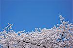 Cherry blossoms and sky