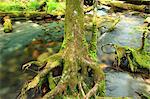 Tree and river in Chubu-Sangaku National Park, Nagano Prefecture