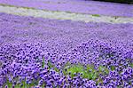 Lavender field, Hokkaido