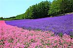 Flower field, Hokkaido