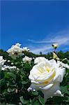 White roses and blue sky