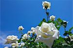 White roses and blue sky