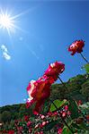 Roses and blue sky