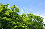 Maple trees and sky