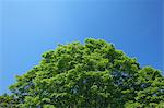 Tree and blue sky