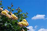 Roses and blue sky