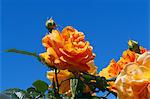 Yellow roses and blue sky