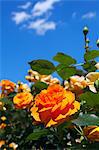 Yellow roses and blue sky