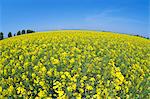 Field mustard and sky, Hokkaido