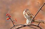 Chipmunk eating red berries