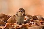Chipmunk and fallen leaves