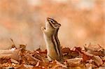 Chipmunk and fallen leaves