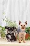 Yorkshire Terrier and Miniature Schnauzer