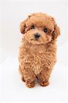 Toy Poodle