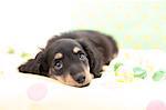 Miniature Dachshund