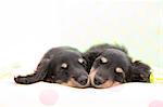 Miniature Dachshund pets