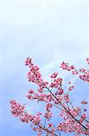 Cherry blossoms and sky