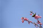 Japanese White Eye and cherry blossoms