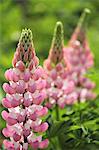 Lupine flowers