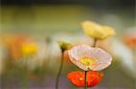 Poppy flowers