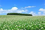 Potato field and blue sky with clouds, Hokkaido