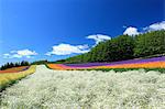 Flower fields and sky with clouds, Hokkaido