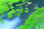 Green maple leaves and water stream