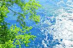 Green leaves and water stream