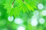 Green maple leaves