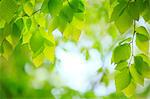 Water droplets on green leaves