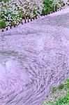 Cherry blossoms in a water stream