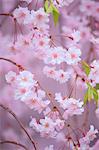 Cherry blossoms