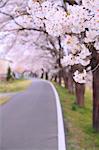 Cherry blossoms and road