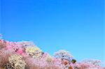 Cherry blossoms and blue sky