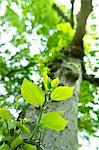 Green leaves