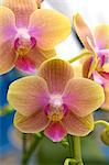 Phalaenopsis Orchids