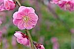 Plum blossoms